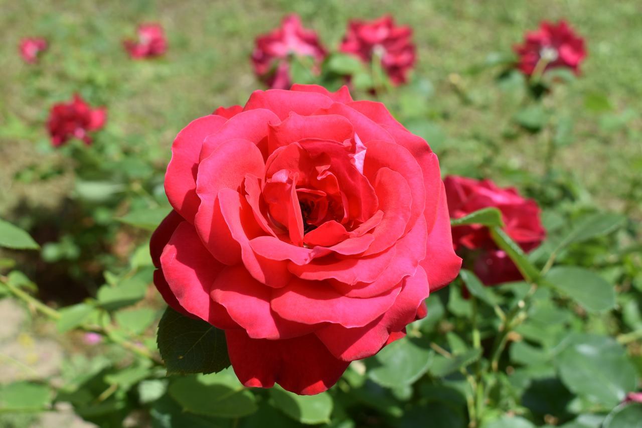 Međugorje Guest House Regina Mundi מראה חיצוני תמונה